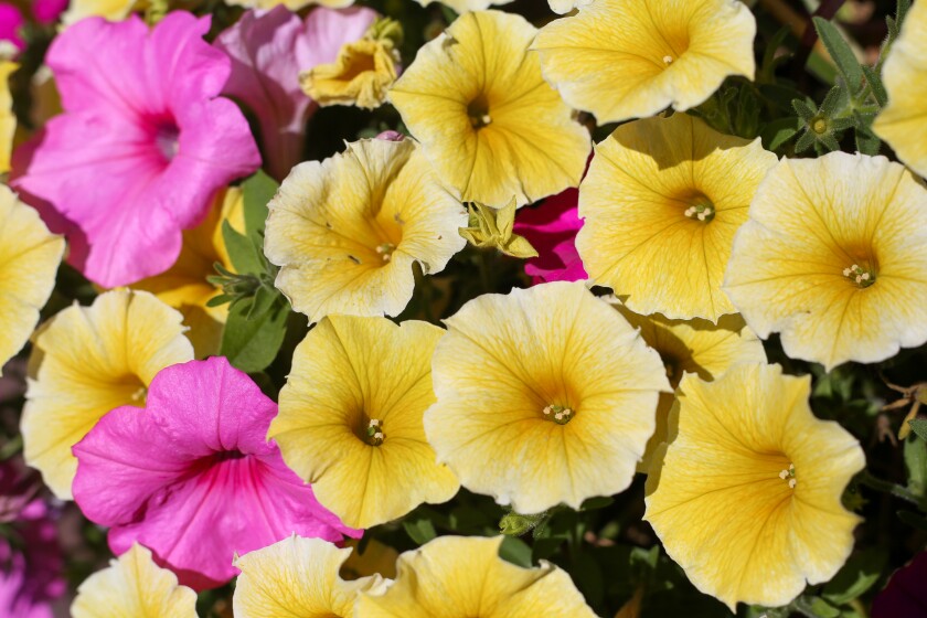 Hybrid Petunia cultivars, such as Bee's Knees need no deadheading. Yellow and pink flowers.