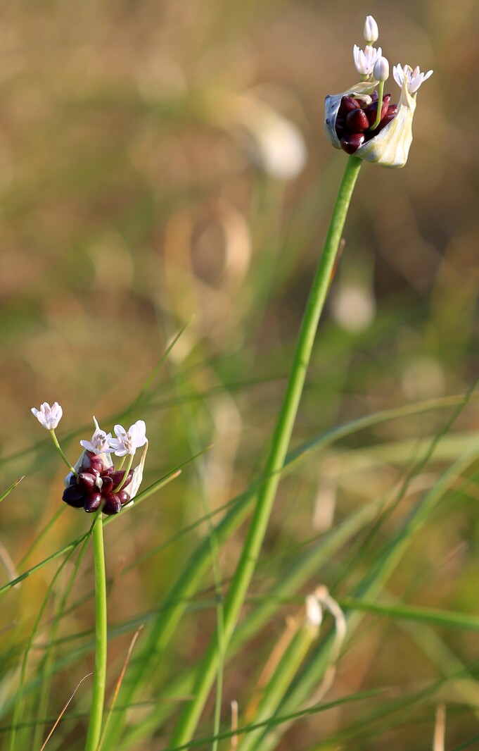 070321.NO.DG.TOUCHTHESKY MeadowGarlic S15.jpg