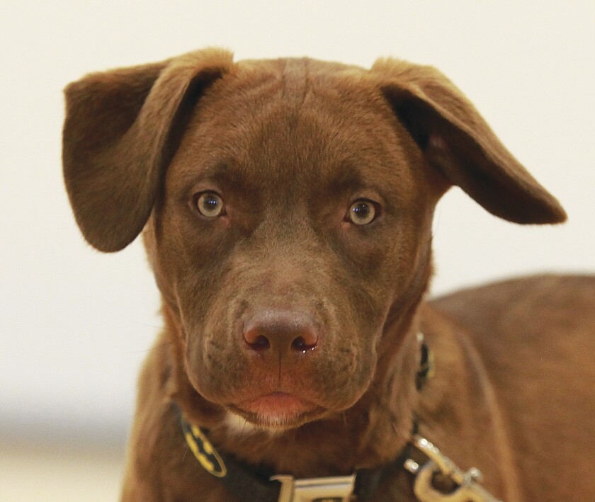 050219.N.PJ.PRISONDOGPROGRAMEXTRApupcmyk.jpg