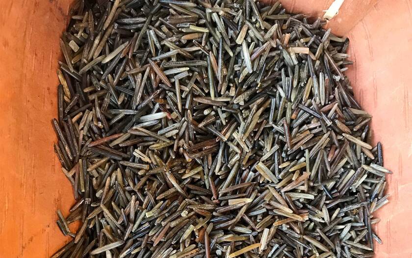 wild-rice_MN-DNR.jpg