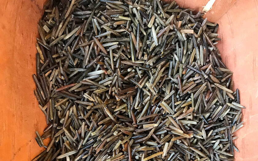 Wild Rice Season Wild rice season opens soon, harvesters: rice must be ripe before ...