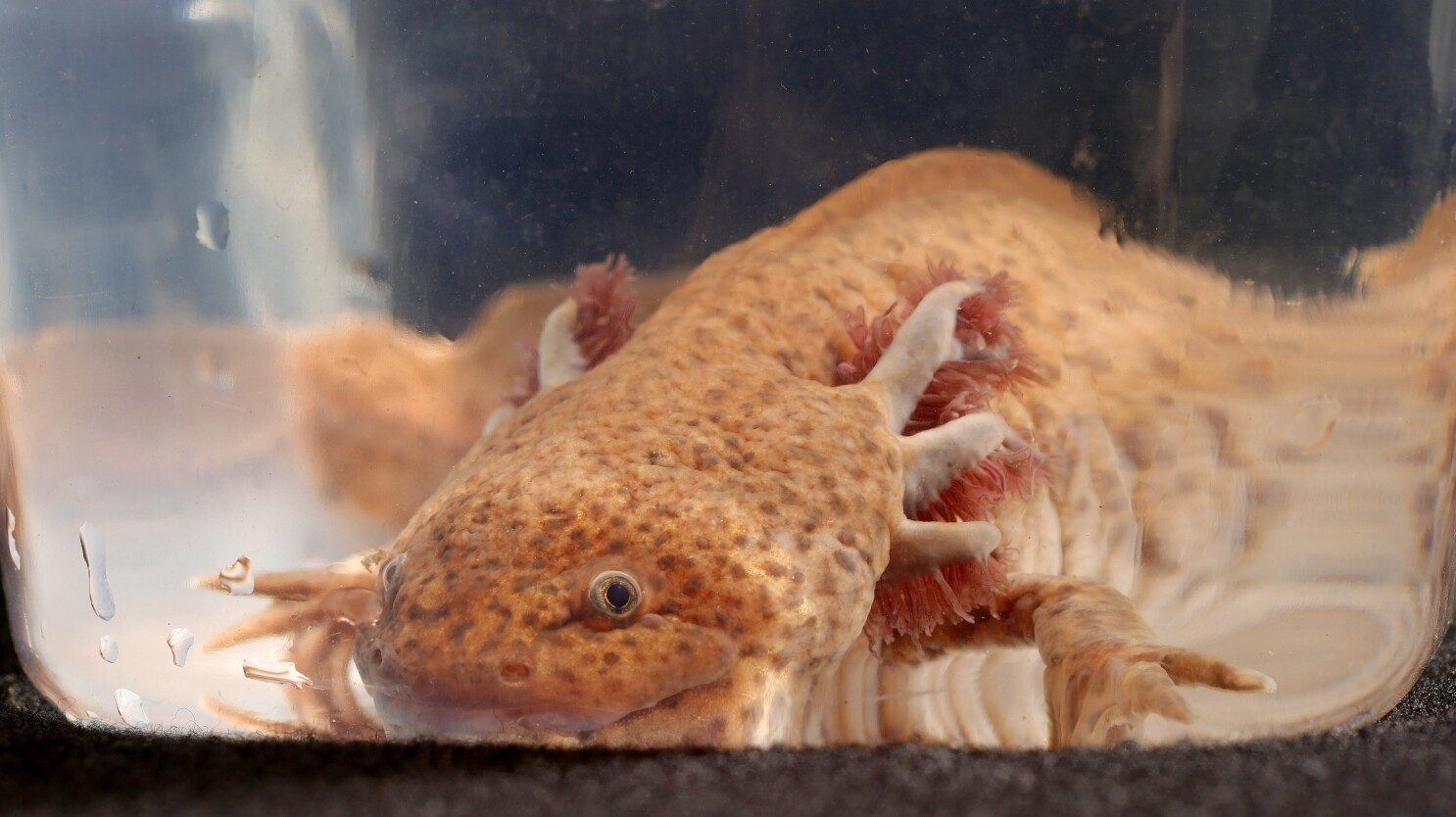 Childhood Love Of Axolotls Leads Fargo Man To Breed Endangered Water Dragons Inforum Fargo Moorhead And West Fargo News Weather And Sports Childhood Love Of Axolotls Leads Fargo Man To Breed Endangered Water Dragons Inforum Fargo Moorhead And West Fargo News Weather And Sports