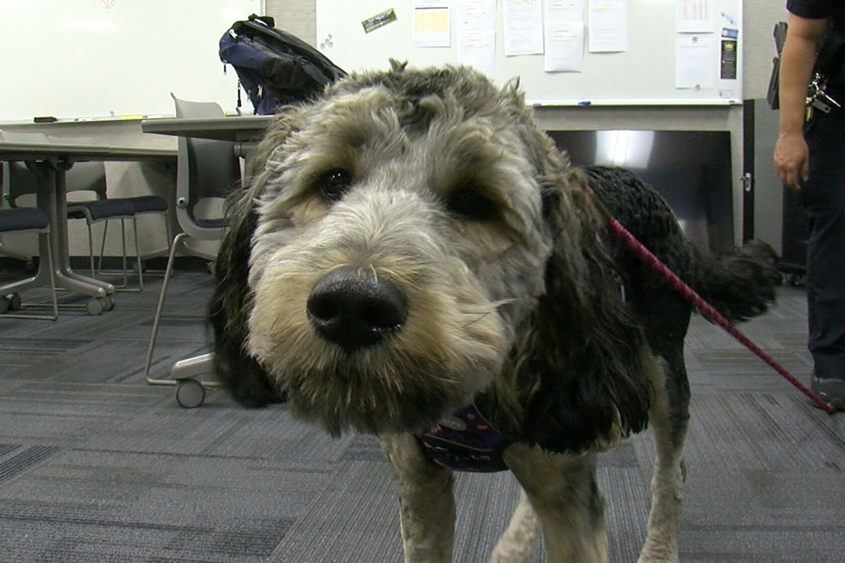 Fargo Rabbit Dog West Fargo Police Department announces second comfort dog and school ...