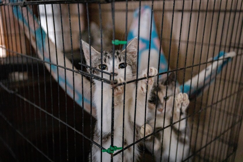 Cats in a cage.