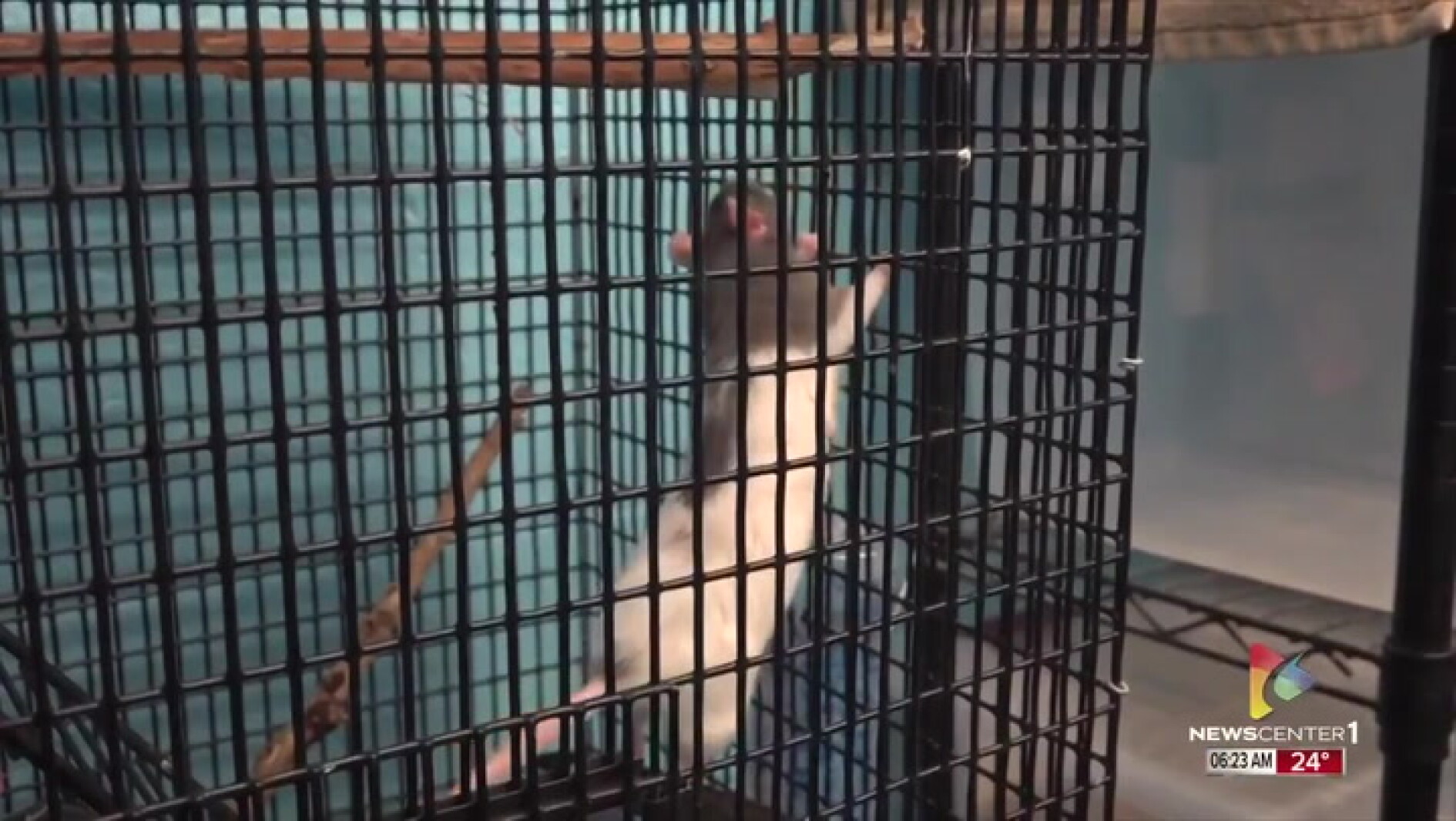 Pets of the Week: A bunch of critters at the HSBH looking for homes ...