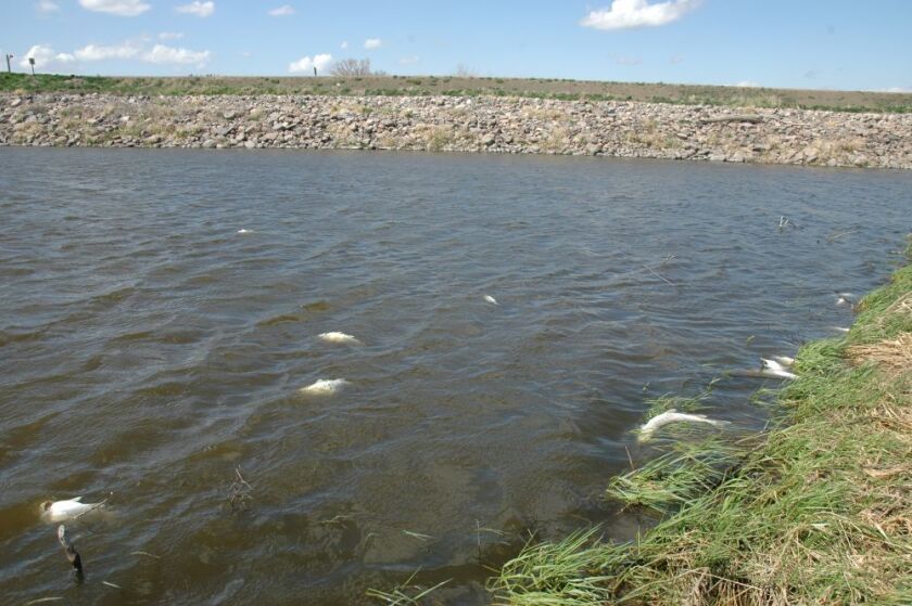 Dead fish float belly up after a fish kill from May 17-19, 2014, in the backwaters of the Missouri River where wastewater was discharged from the Williston, N.D., treatment plant. (Photo courtesy of U.S. Army Corps of Engineers)