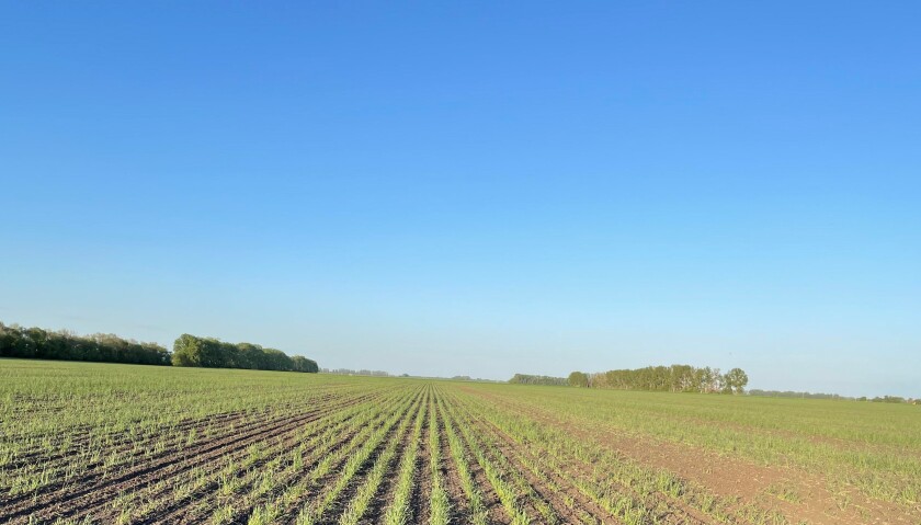 Rows of green rye grow in a field.