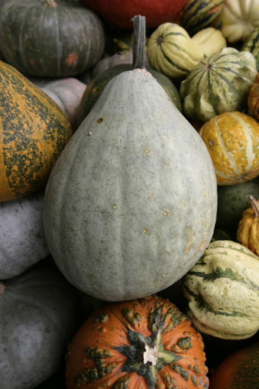 Winter squash