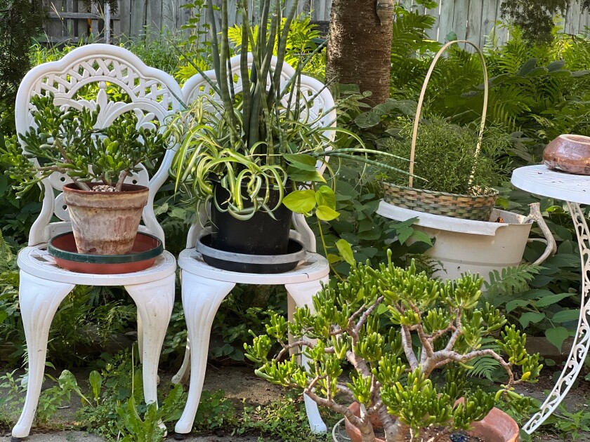 Four different sedum plants shown outdoors for the summer