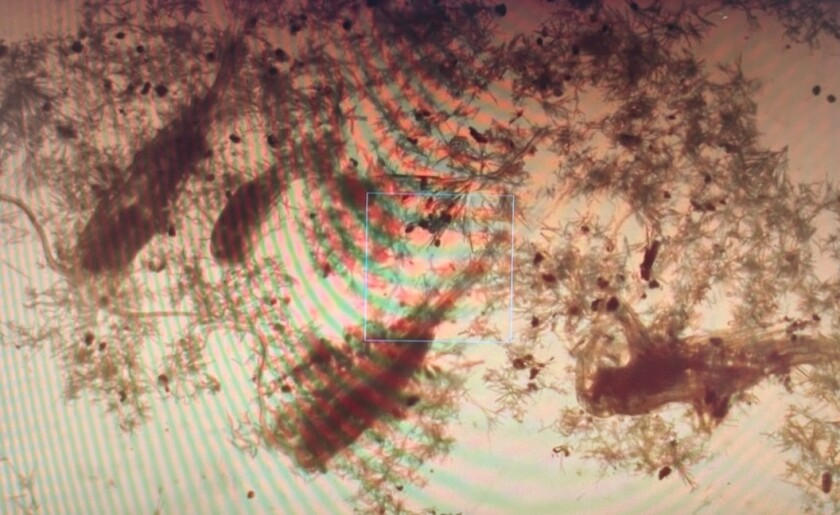 Lake Superior zooplankton