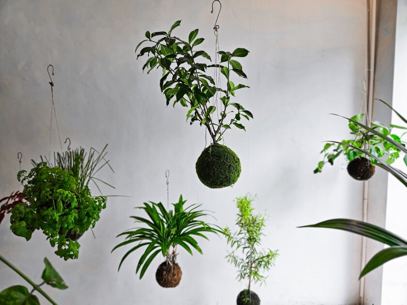 Kokedama plants hang from the ceiling