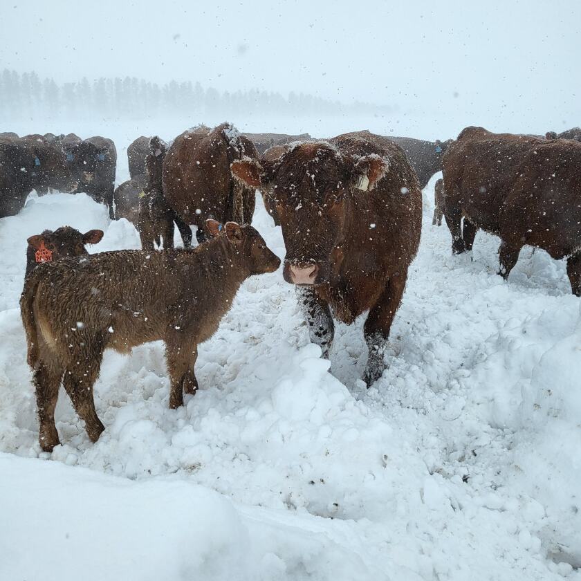 At Wasem Red Angus ranch in Halliday, North Dakota, cows and their calves huddle near one another during the April blizzard that swept across the state. 