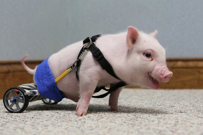 Retared Pigs Fans go hog wild over disabled piglet with a wheelchair - Duluth News ...