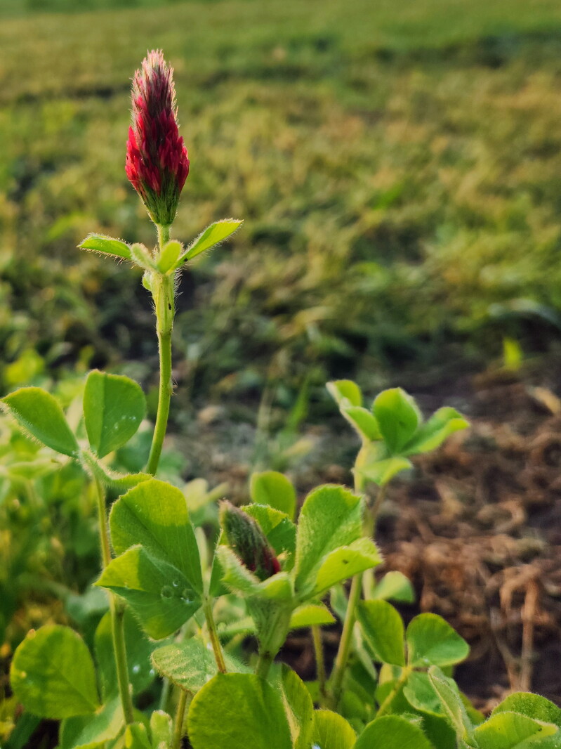 More about cover crops, grazing and nitrogen fixation