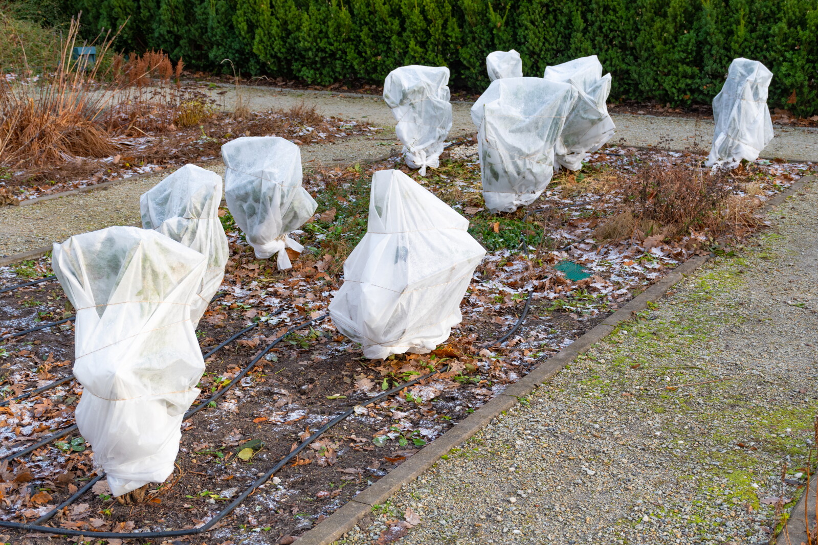 Farmers, gardeners brace for overnight freeze conditions