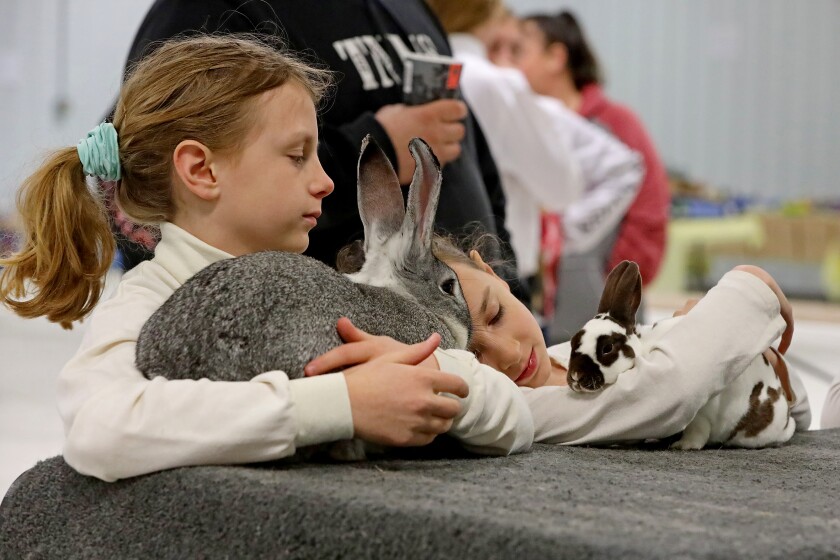 The 14th annual 4-H rabbit fun show and workshop judging Saturday, April 30, 2022, at the Crow Wing County Fairgrounds.