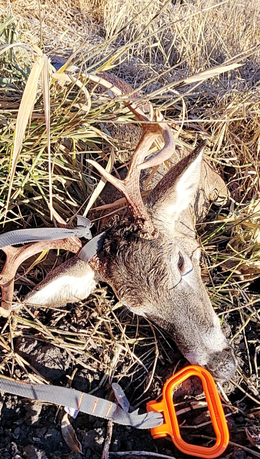Thalen Deer 750.jpg