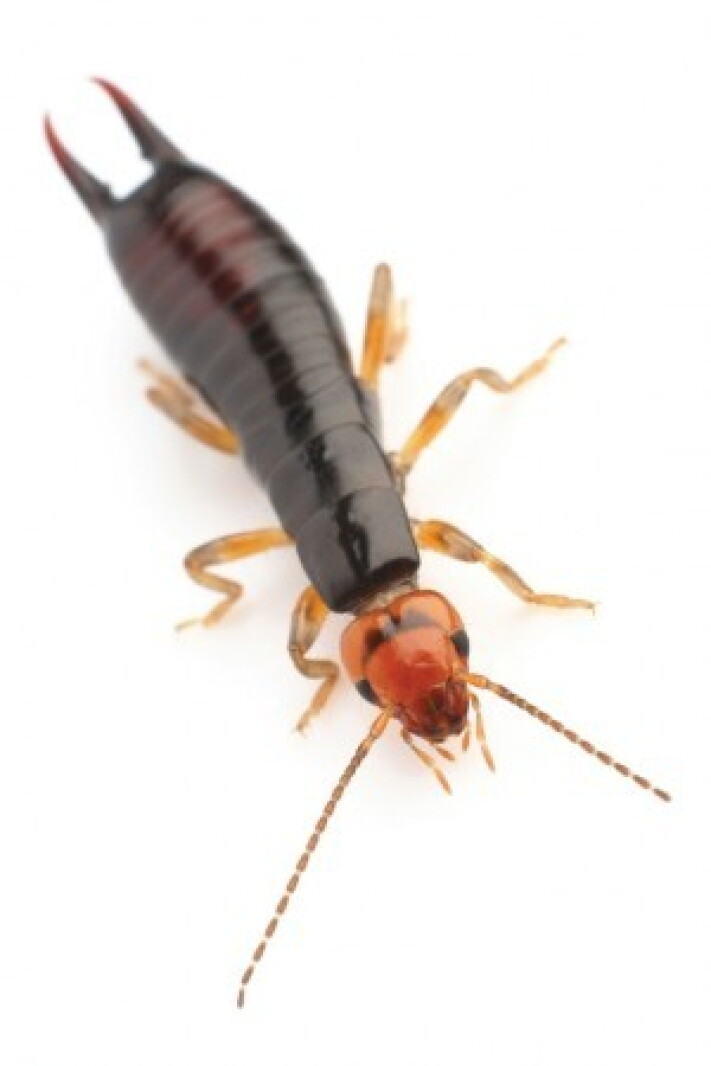 Eggwig Wigged out: Earwig population at peak levels this summer - The Globe ...