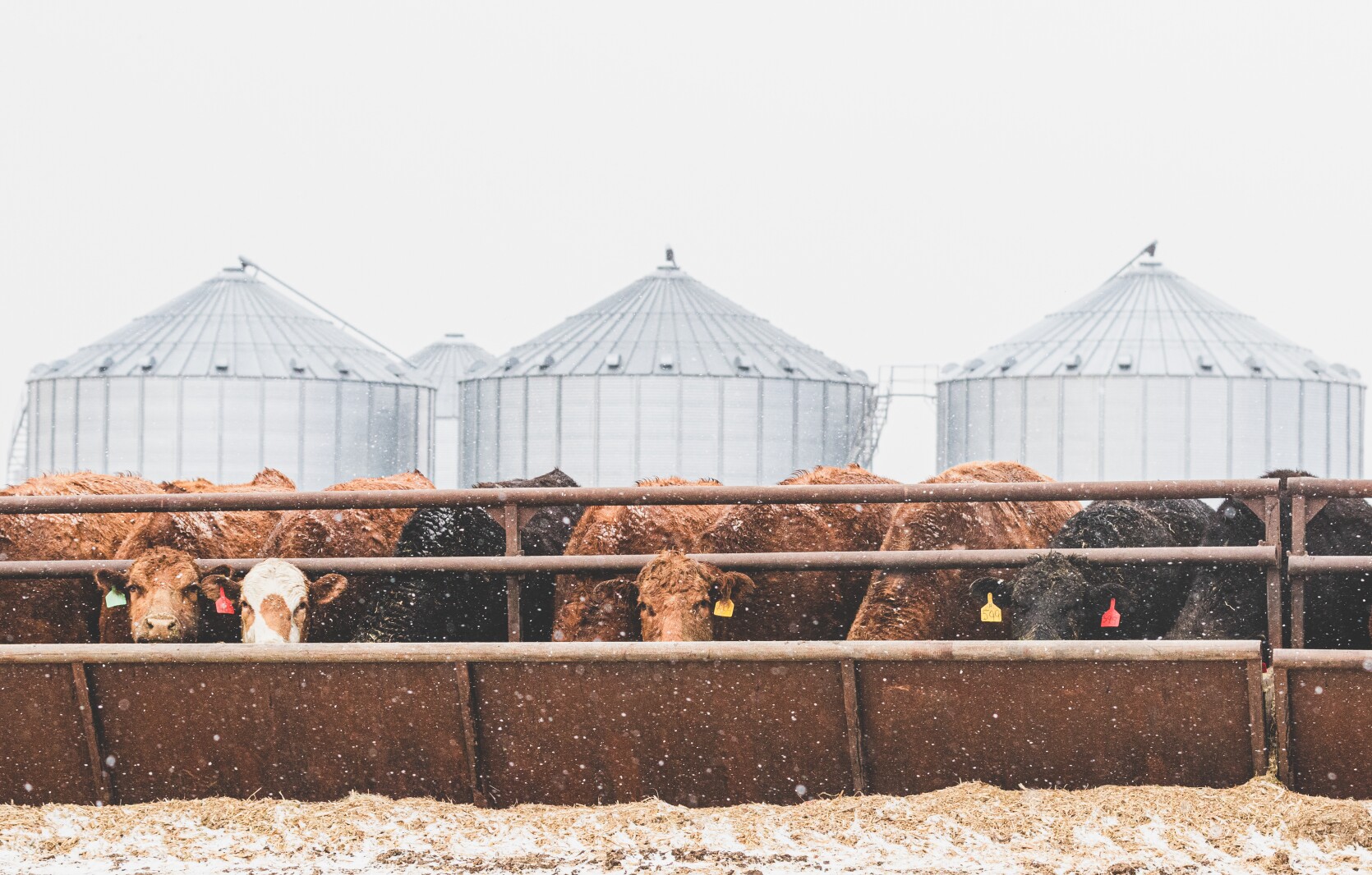 GronsethCattleFarm-44.jpg