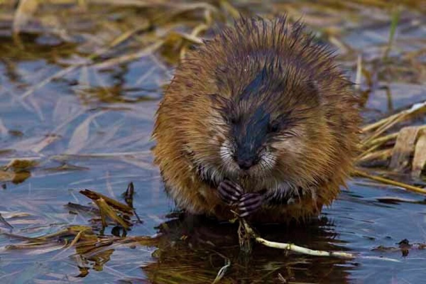 Muskrat