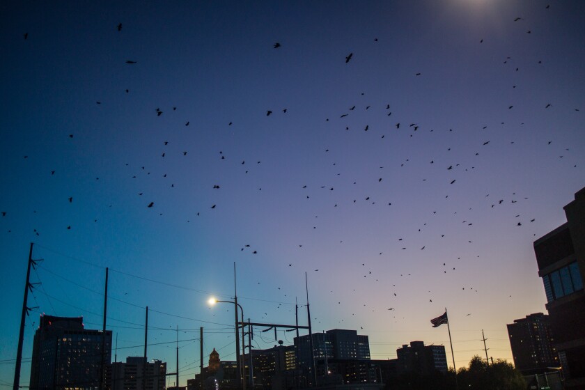 Sunset Swarm