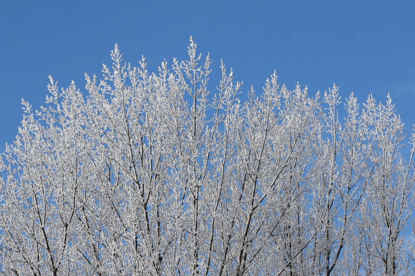 frost fine details on branches 010223.jpg