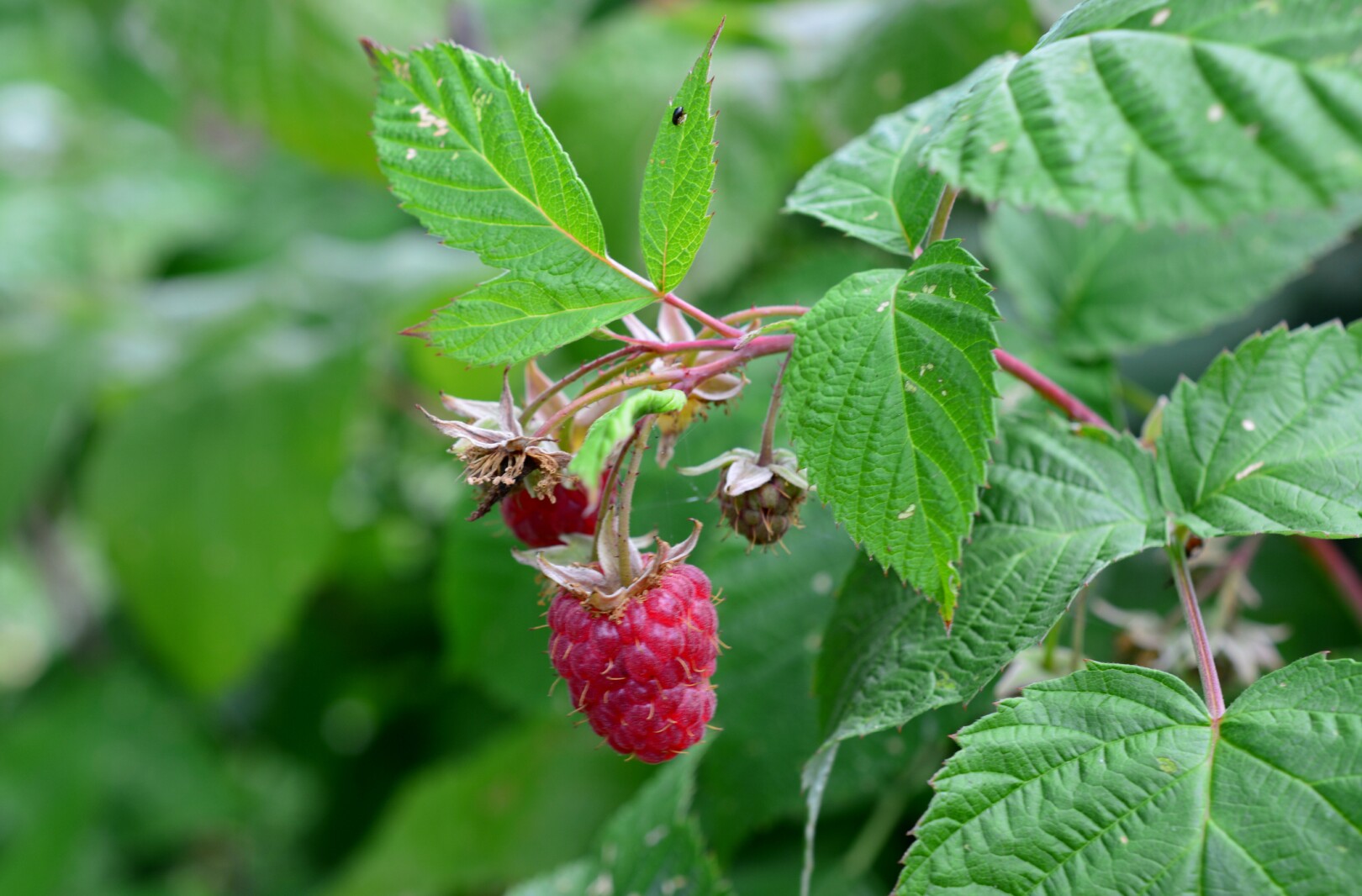 Ask a Master Gardener: How to grow raspberries - Duluth News Tribune ...