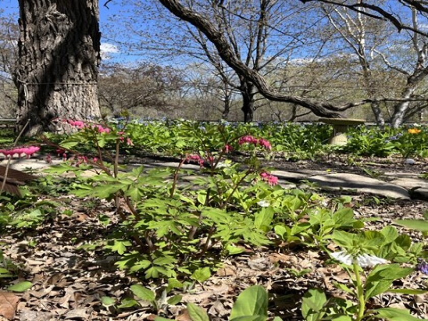 Bleeding heart shown in a garden