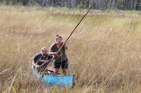Duo harvests wild rice.