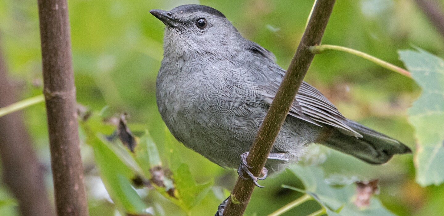 BLANE KLEMEK OUTDOORS: Gray catbirds live blissfully in our backyard