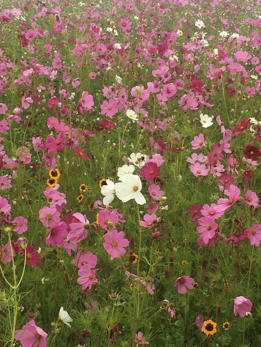 Park Rapids pollinator habitat 2.jpeg