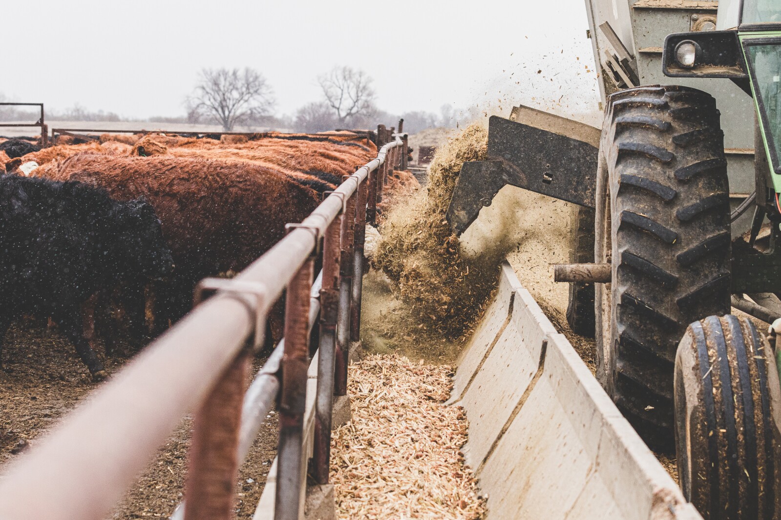 GronsethCattleFarm-20.jpg