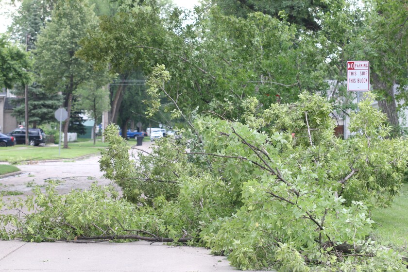 Storm damage, trees on street, July 27, 2025.jpg