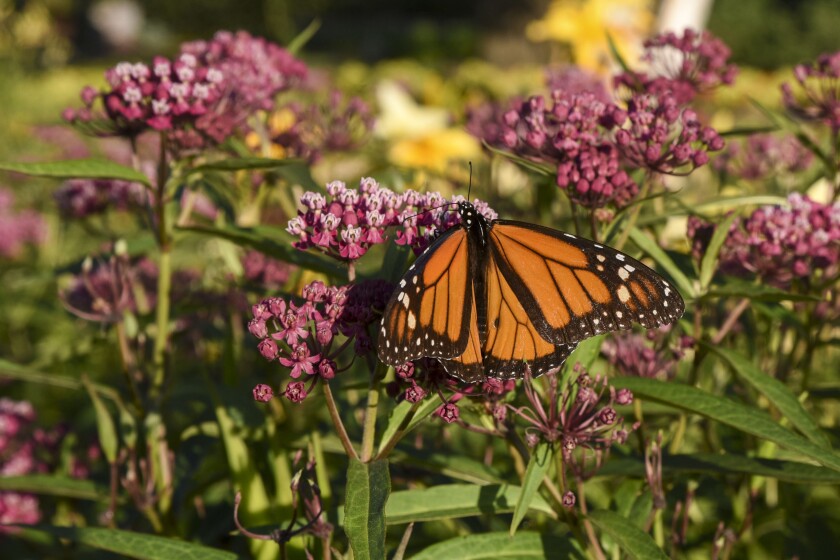 Erica Dischino / TribuneA butterfly feeds on a flower at Bill and Helene Dykstra’s garden Monday in Roseland.