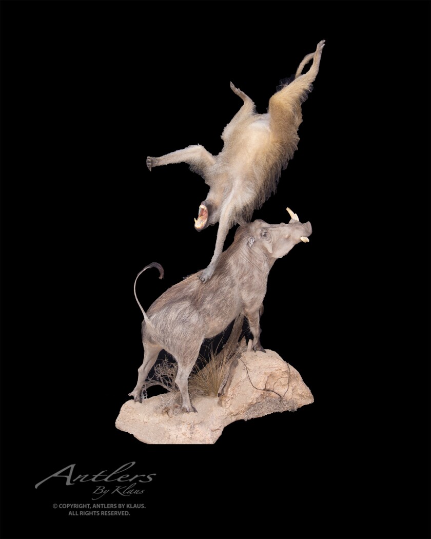 032221.AG.HennesseyTaxidermySale02.jpg
