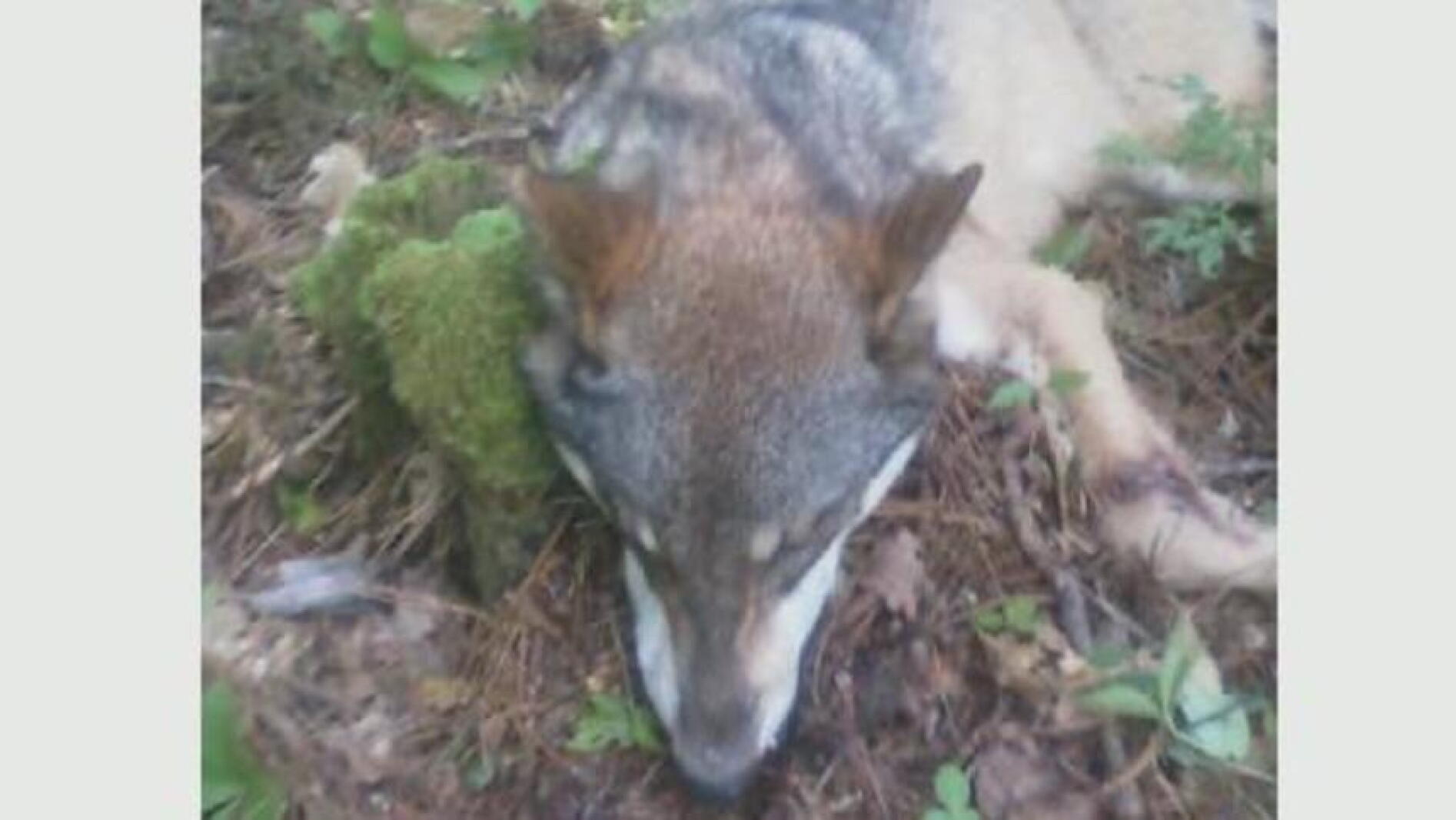 Wolf With Rabies Wolf believed to have bitten Minnesota boy tests negative for rabies ...