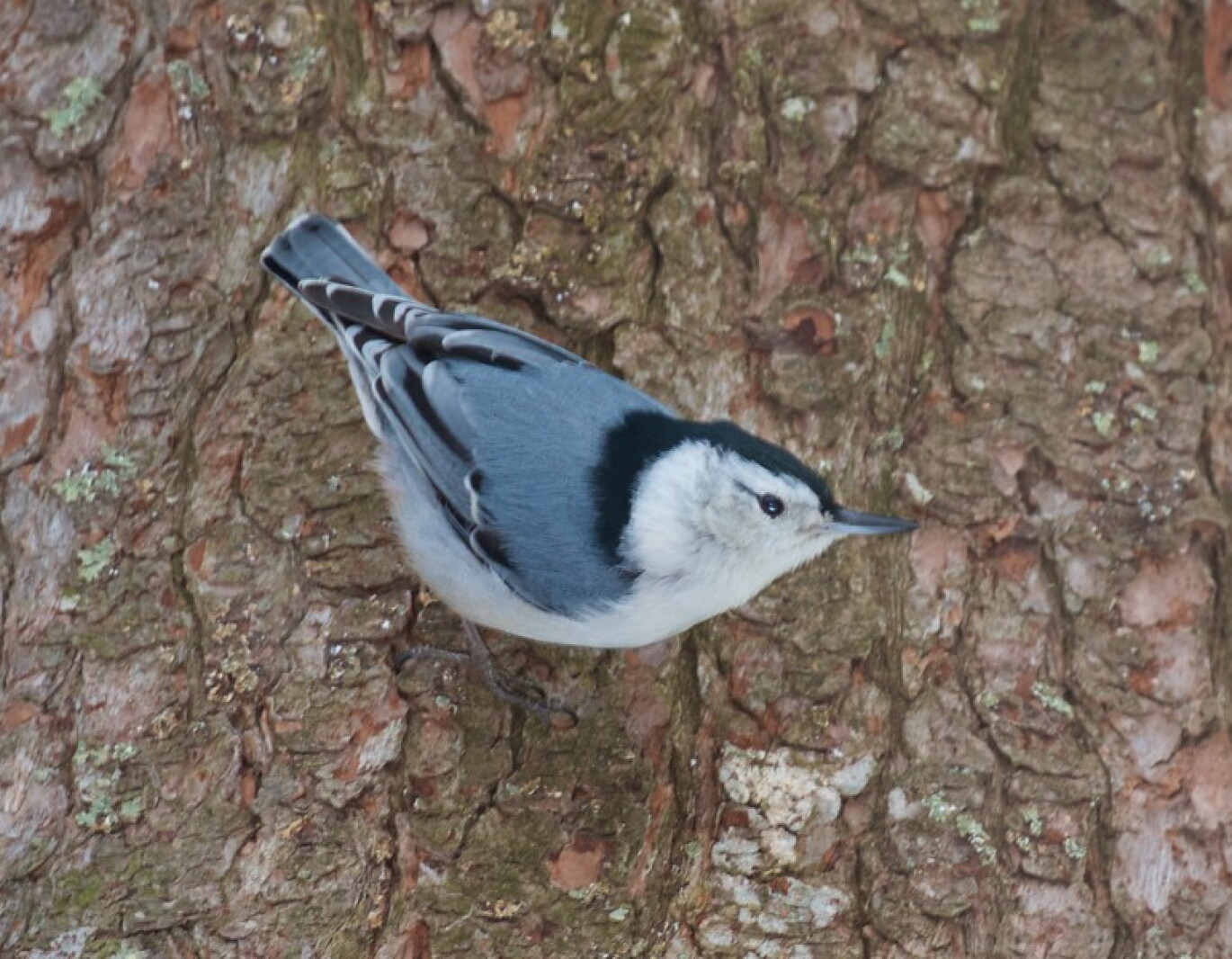 Northland Nature: 'Upside-down birds' consistent, persistent - Duluth ...