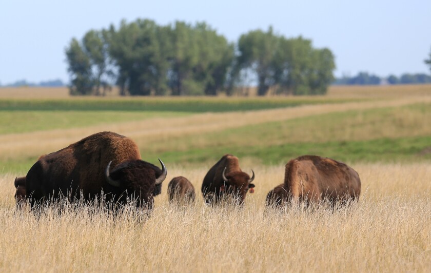 092221 TF DG BREWSTERBISON S3.jpg