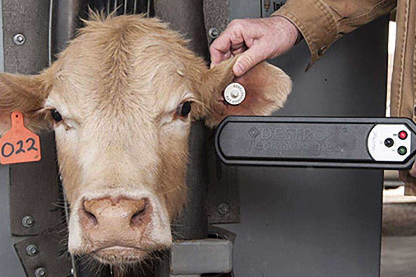 Python Cattle Tags Dogs How to use EID tags to your advantage - Agweek | #1 source for ...