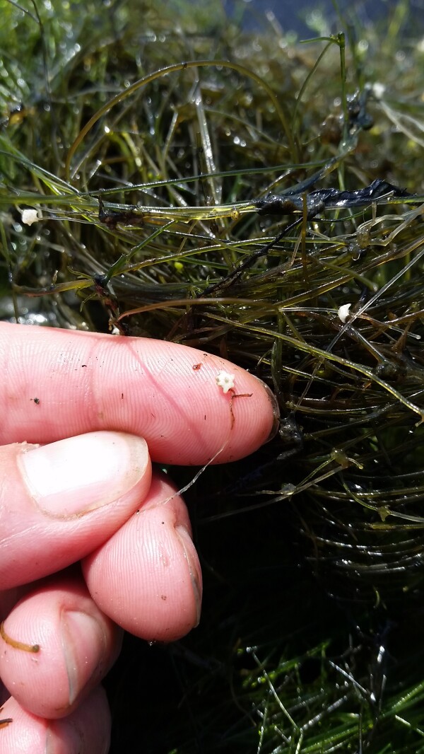 An Echo Press Editorial: Join this trek to find lake invaders in ...