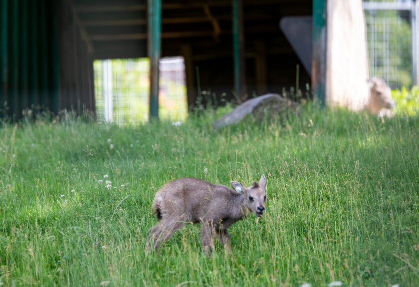 A small goat-like animal stands in a green field.