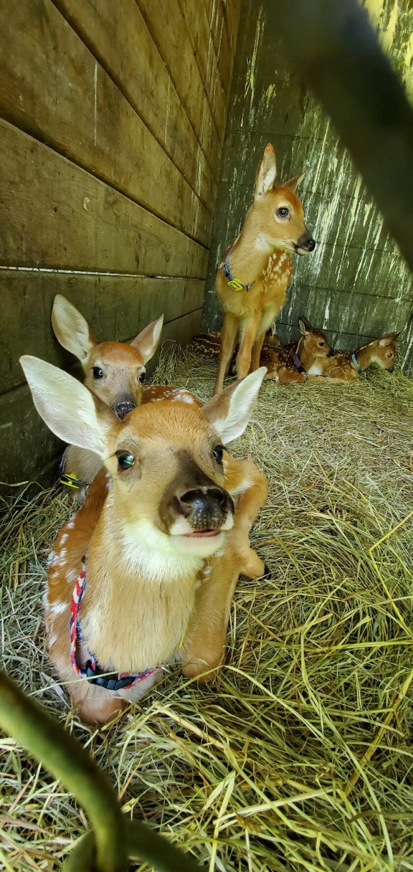 052921.O.PRE.fawns in pen.jpg