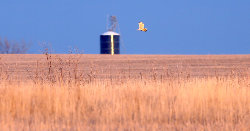 Photo gallery: Touch the Sky Prairie near Luverne - The Globe | News ...