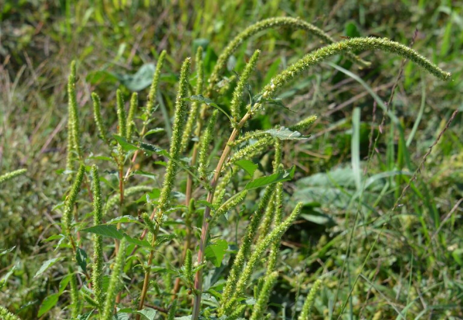 Palmer amaranth found in North Dakota's Divide County