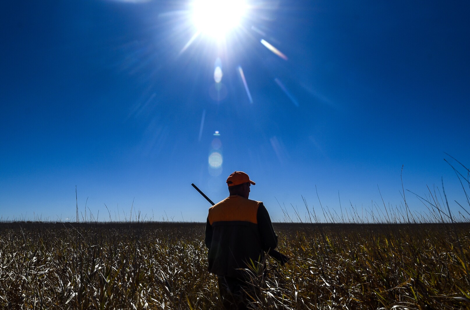 South Dakota's pheasant season begins Saturday with big numbers
