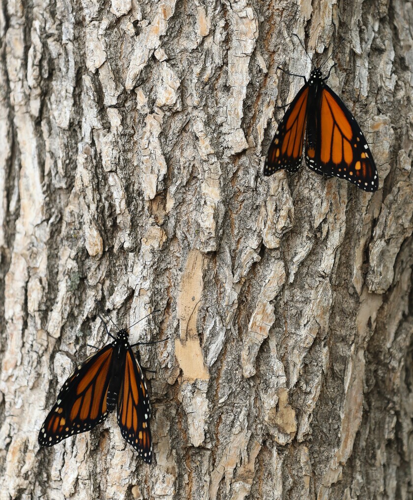 butterfly release on tree 092122.jpg