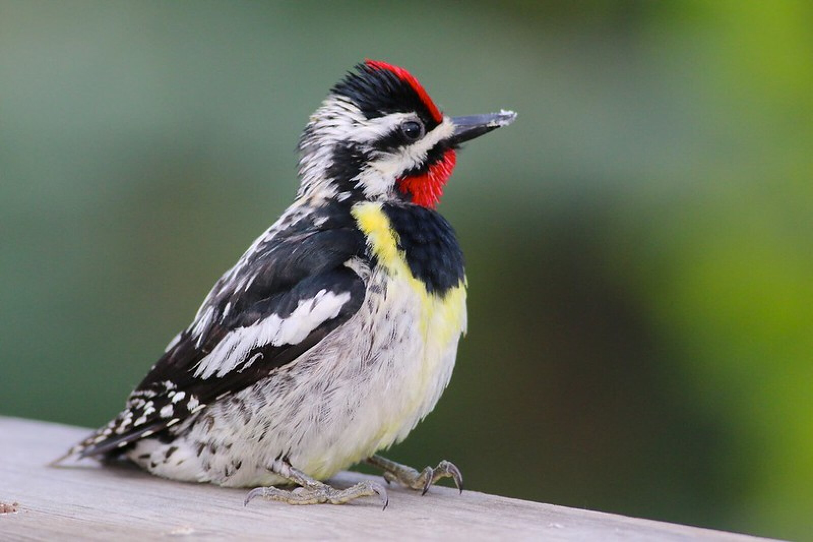 Blane Klemek: Yellow-bellied sapsuckers are unique, sometimes destructive, woodpeckers - Detroit Lakes Tribune | News, weather, sports from Detroit Lakes, Minnesota