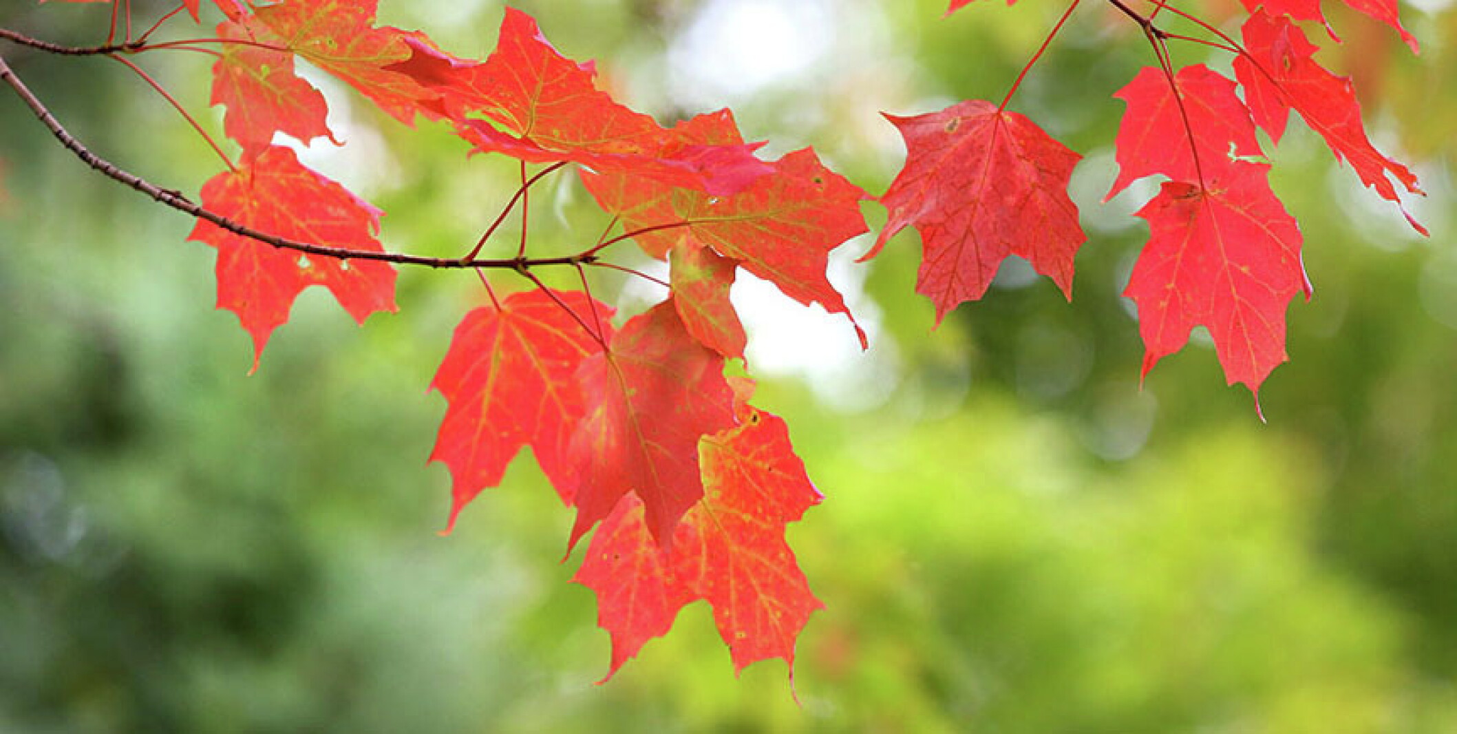 Astro Bob blog: It’s Fall Again! Time for a Trip to the Celestial ...