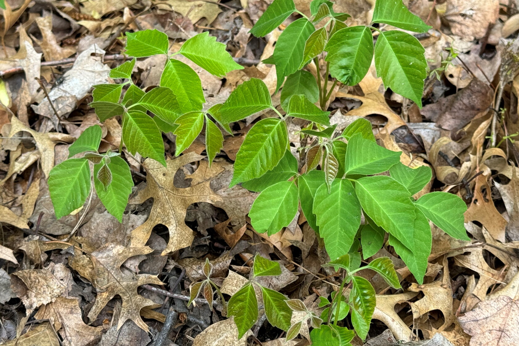 Plant Based Rashes Ask the Master Naturalist: Avoiding poison ivy and other plants that ...