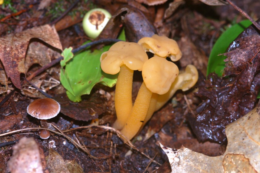 Several yellow fungi grow on forest floor